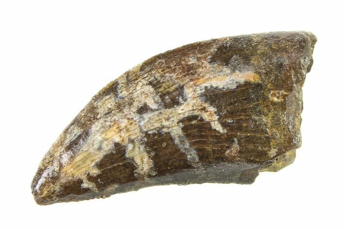 Serrated, Tyrannosaur (Nanotyrannus) Tooth - Montana #338793